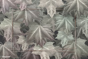 Maple leaf foliage frame | Free stock illustration - 1016474