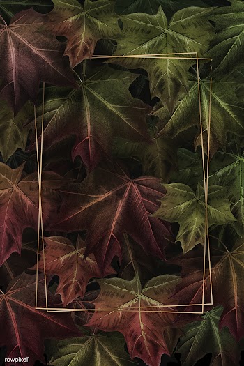 Maple leaf foliage frame | Free stock illustration - 1016478