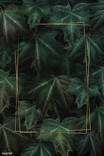 Maple leaf foliage frame | Free stock illustration - 1016487
