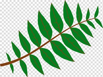 Maple leaf Free content , Green Leaf transparent background PNG clipart