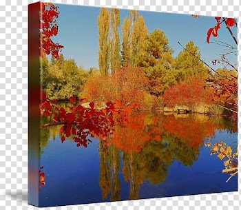 Maple leaf Gallery wrap Canvas Art , autumn price to transparent background PNG clipart