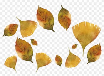 Maple Leaf Ginkgo Biloba - Maple Leaf Ginkgo Biloba