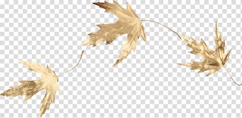 Maple leaf , Gold leaf transparent background PNG clipart