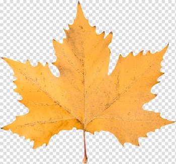 Maple leaf , gospel transparent background PNG clipart