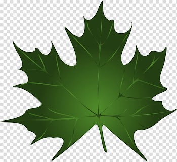 Maple leaf Green Autumn leaf color , leafe transparent background PNG clipart