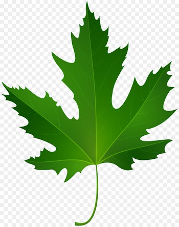 Maple leaf Green Clip art - maple leaf 