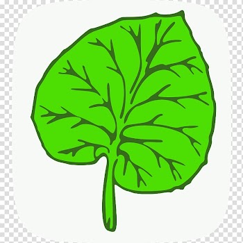 Maple leaf Green , Guayu transparent background PNG clipart