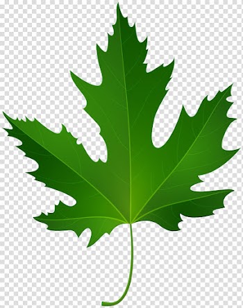 Maple leaf Green , maple leaf transparent background PNG clipart