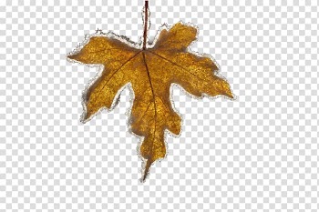 Maple leaf Ice, Frozen maple leaf transparent background PNG clipart