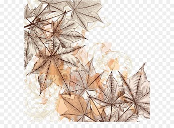 Maple leaf Illustration - Hand-painted maple leaf 