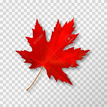 Maple Leaf Isolated On Transparent Background. Bright Red Autumn ...