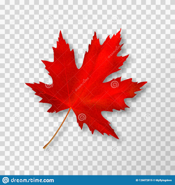 Maple Leaf Isolated On Transparent Background. Bright Red Autumn ...
