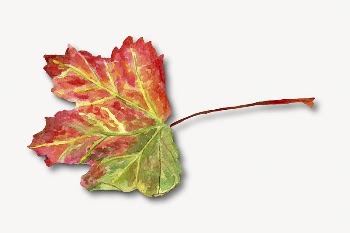 Maple leaf, isolated on white | Free Photo - rawpixel