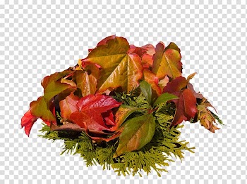 Maple leaf Japanese maple Autumn leaf color Acer japonicum, Leaf transparent background PNG clipart