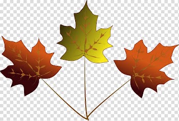 Maple leaf Japanese maple Drawing , Maples transparent background PNG clipart