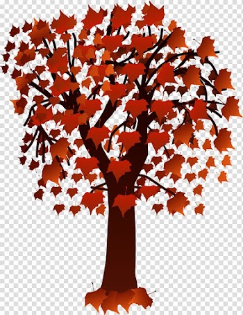 Maple leaf Japanese maple , Leaf transparent background PNG clipart