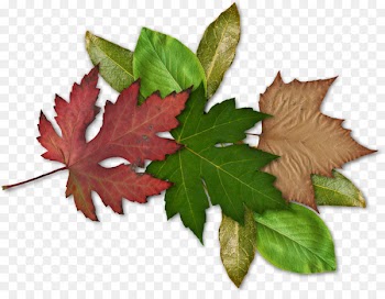 Maple leaf - leaf bookmark 