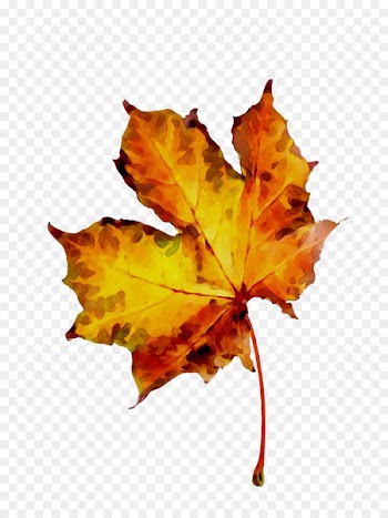 Maple Leaf, Leaf, Orange Sa PNG