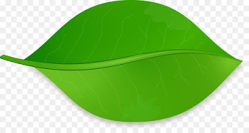 Maple leaf Leaf shape Drawing Clip art - leafe 