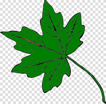 Maple leaf , leaf transparent background PNG clipart