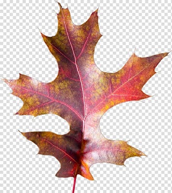 Maple leaf , Leaf transparent background PNG clipart