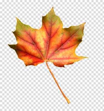 Maple leaf , Leaf transparent background PNG clipart