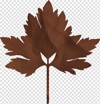 Maple leaf, Leaf transparent background PNG clipart