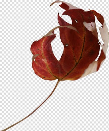 Maple leaf , leaf transparent background PNG clipart