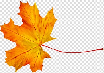 Maple leaf , Leaf transparent background PNG clipart