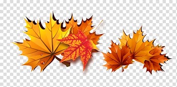 Maple leaf, Leaves transparent background PNG clipart