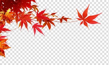 Maple leaf,maple branch transparent background PNG clipart