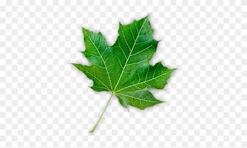 Maple-leaf - Maple Leaf