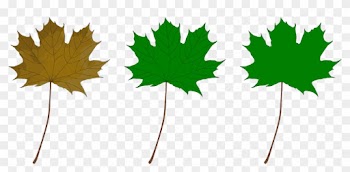 Maple Leaf - Maple Leaf
