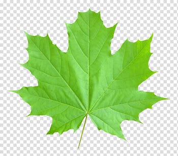 Maple leaf , Maple leaf , Maple Leaf transparent background PNG clipart