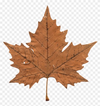 Maple Leaf - Maple Leaf Png Transparent