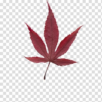 Maple leaf, Maple Leaf transparent background PNG clipart