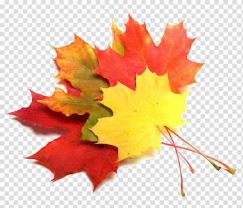 Maple leaf Maple syrup Deposits, Leaf transparent background PNG clipart