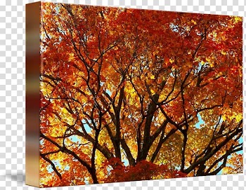 Maple leaf Modern art, autumn maple transparent background PNG clipart