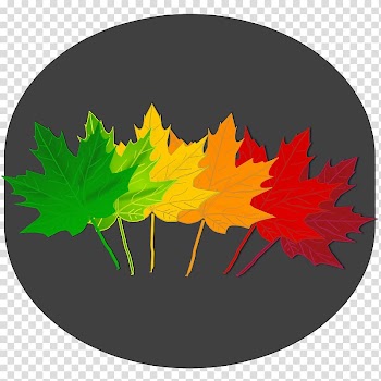 Maple leaf Norway maple Red maple , Leaf transparent background PNG clipart