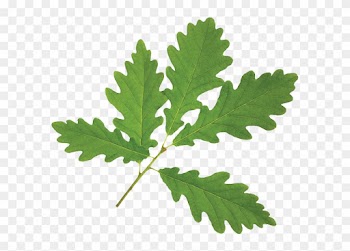 Maple Leaf - Oak Leaf White Background