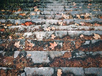 maple leaf on concrete stairs