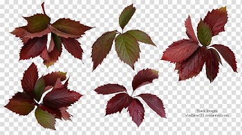 Maple leaf Petal Plant .by, Leaf transparent background PNG clipart