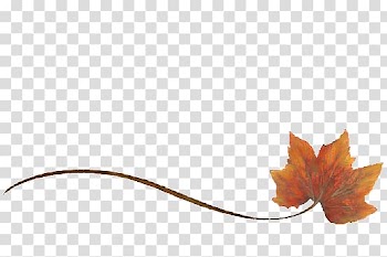 Maple leaf Plant stem Human Body Regenerative Restoration Science, Leaf transparent background PNG clipart