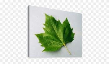 Maple Leaf - Plants With Five Fingers