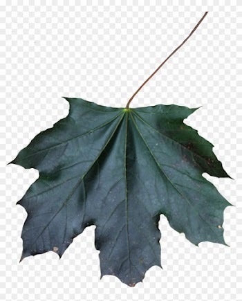 Maple Leaf Png 01 By Thy Darkest Hour - Maple Leaf Png