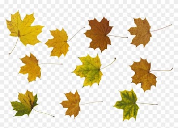 Maple Leaf Png Photos - Portable Network Graphics