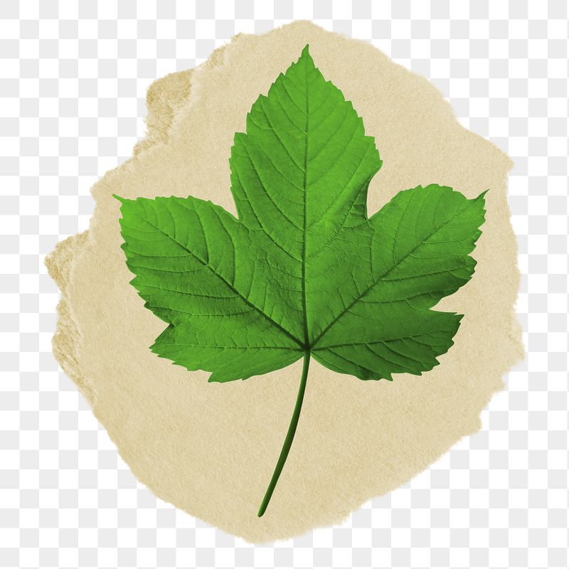 Maple leaf png ripped paper | Free PNG - rawpixel