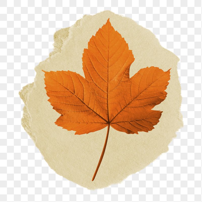 Maple leaf png ripped paper | Free PNG - rawpixel