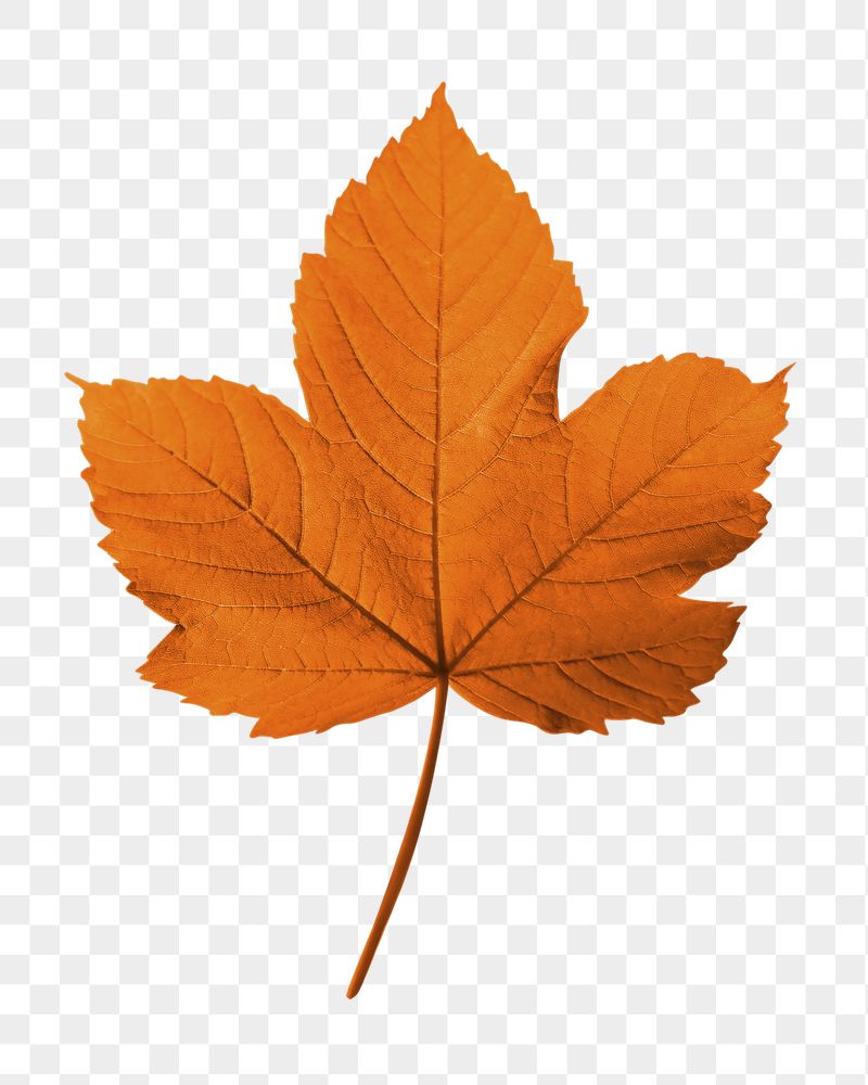Maple leaf png sticker, Autumn | Free PNG - rawpixel