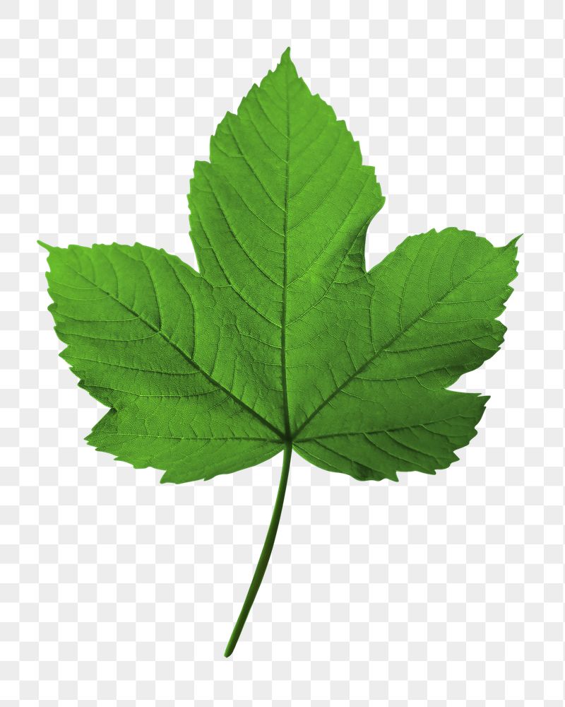 Maple leaf png sticker, botanical | Free PNG - rawpixel